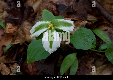 Phytoplasma infizierte große weiß blühende Trillium (T. grandiflorum) Michigan USA, von Dembinsky Photo Assoc Stockfoto