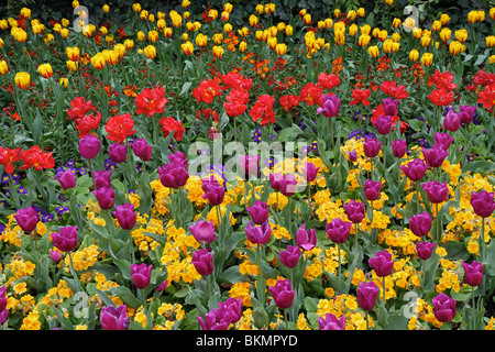 Bunte Frühlingsblumen im Royal St. James Park, London, England. Die Blüten sind vor allem rote, violette und gelbe Tulpen Stockfoto