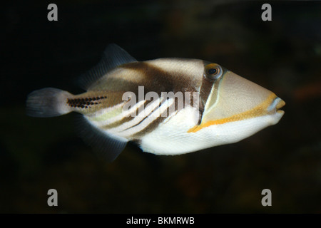 Picasso Drückerfisch Rhinecanthus aculeatus Stockfoto