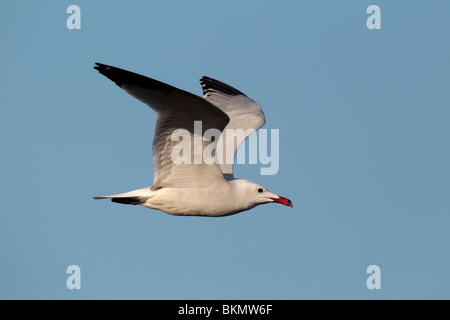 Audouin Möve, Larus Audouinii, einzelne Vogel im Flug, Ost Spanien, April 2010 Stockfoto