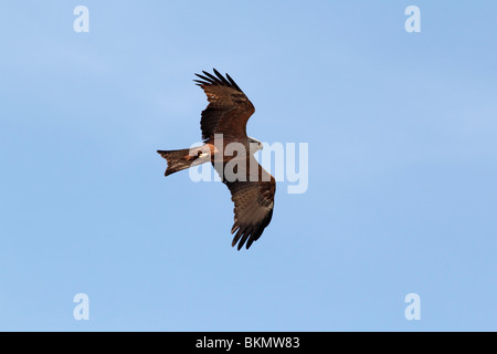 Schwarze Drachen, Milvus Migrans, einziger Vogel im Flug gegen blauen Himmel, Südspanien, April 2010 Stockfoto