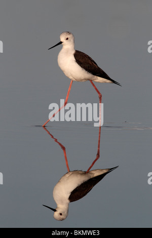 Stelzenläufer Himantopus Himantopus, einzelne Vogel stehen im blauen Wasser mit hohen Reflexionsgrad, Portugal, März 2010 Stockfoto