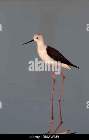 Stelzenläufer Himantopus Himantopus, einzelne Vogel stehen im blauen Wasser, Portugal, März 2010 Stockfoto