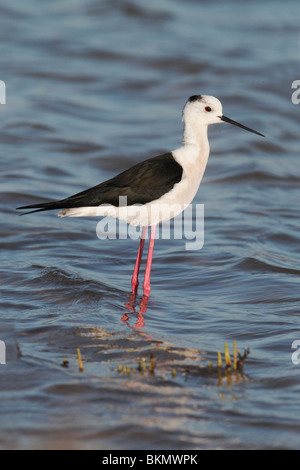 Stelzenläufer Himantopus Himantopus, einzelne Vogel stehend im Wasser, Westspanien, April 2010 Stockfoto