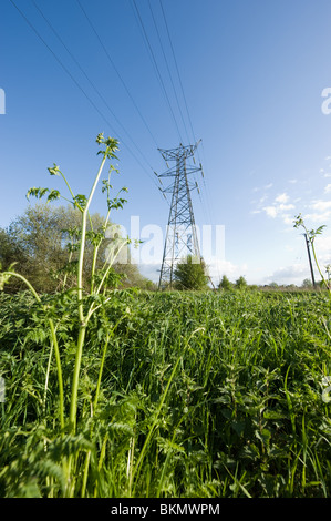 Grüner Strom, Pylon des nationalen Netzes in einem Feld in der Landschaft von Essex mit Stromleitungen Stockfoto