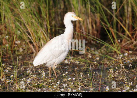 Kuhreiher, Bubulcus Ibis, einziger Vogel stehend in seichtem Wasser und weißen Blüten, Südspanien, April 2010 Stockfoto