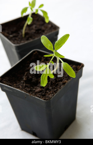 Tomate (Solanum Lycopersicum) Sämlinge in den Töpfen. Stockfoto