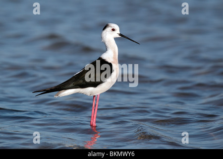 Stelzenläufer Himantopus Himantopus, einzelne Vogel stehend im Wasser, Westspanien, April 2010 Stockfoto