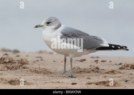 Gemeinsamen Möve, Larus Canus, einziger Vogel steht auf Sand, Norfolk, Winter 2010 Stockfoto