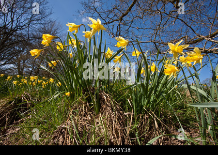 Farndale wilde Narzissen in Farndale SSSI und Naturschutzgebiet, North York Moors National Park Stockfoto