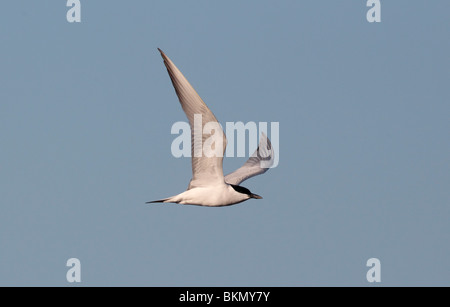 Möwe-billed Tern, Sterna Nilotica, einziger Vogel im Flug, Ost-Spanien, April 2010 Stockfoto