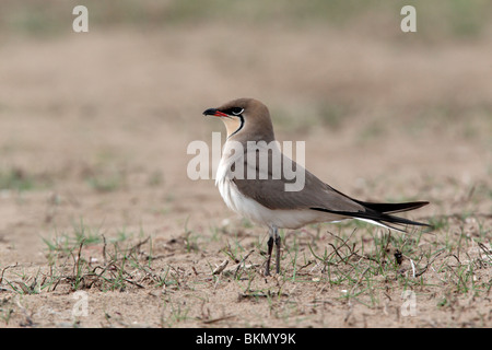 Rotflügel-Brachschwalbe, Glareola Pratincola, einziger Vogel am Boden, Ost-Spanien, April 2010 Stockfoto