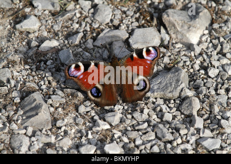 Inachis Io, Europäische Tagpfauenauge, ruht auf Steinen Stockfoto