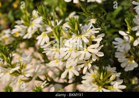 Fee fan-Blume (scaevola aemula) Stockfoto