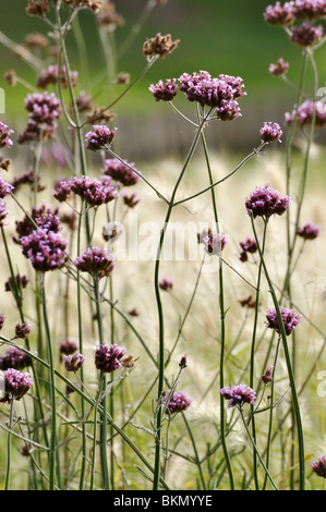 Purpletop Eisenkraut (Verbena Bonariensis) Stockfoto