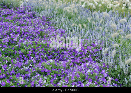 Petunie (Petunia surfinia Terrasse Lavendel), mehlig Salbei (Salvia farinacea) und feathertop Gras (pennisetum villosum) Stockfoto