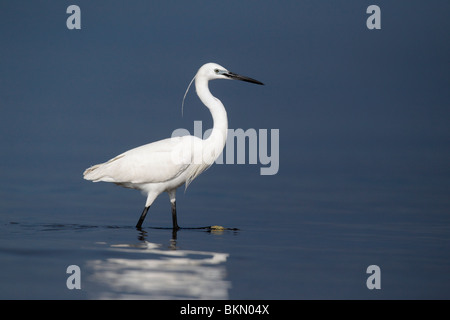 Kleiner Reiher, Egretta Garzetta, einziger Vogel stehend im Wasser, Westspanien, April 2010 Stockfoto