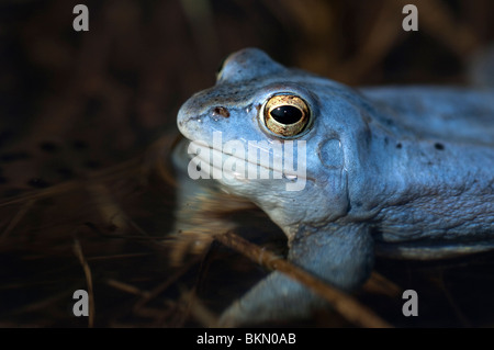 Moor-Frosch (Rana Arvalis), Porträt des blau gefärbten Männchen. Stockfoto