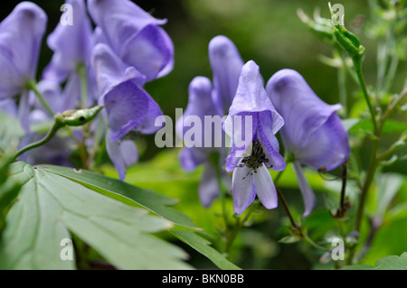 Japanische Eisenhut (aconitum Japonicum) Stockfoto