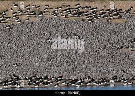 Knoten, Calidris Canutus, große Herde am Schlafplatz in Gruben, Snettisham RSPB Reserve, Norfolk, winter 2010 Stockfoto