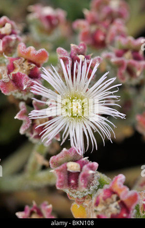 Gemeinsamen ice-Werk (mesembryanthemum crystallinum) Stockfoto