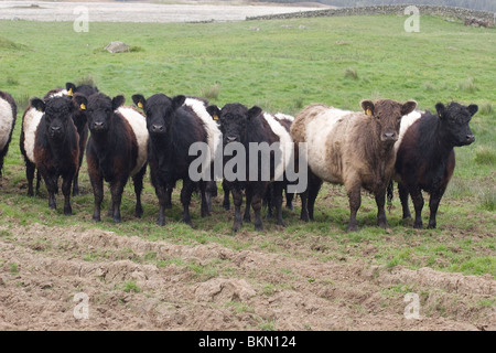 Belted Galloway Rinder roaming auf der Machars, Dumfries & Galloway, Schottland Stockfoto