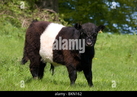 Belted Galloway Bullock Beweidung durch Vale der Flotte, Dumfries & Galloway, Schottland Stockfoto