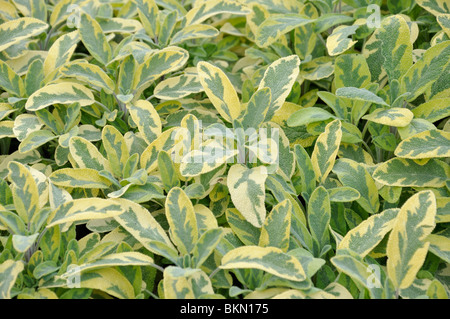 Gemeinsame Salbei (Salvia officinalis 'Creme de la Creme') Stockfoto