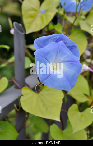 Mexikanische morning glory (ipomoea tricolor) Stockfoto