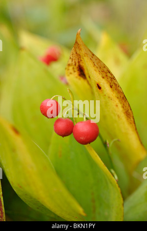 Maiglöckchen (Convallaria majalis) Stockfoto