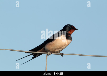 Schlucken Sie, Hirundo Rustica, einziger Vogel sitzt auf einem Drahtzaun gegen eine blaue schlau. Portugal, März 2010 Stockfoto