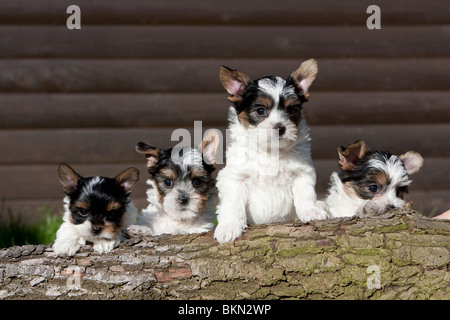 Biewer Yorkshire Terrier Welpen Stockfoto