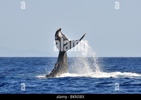 Ein Buckelwal-Tail Ohrfeigen in den Gewässern von Lahaina, Hawaii. Stockfoto