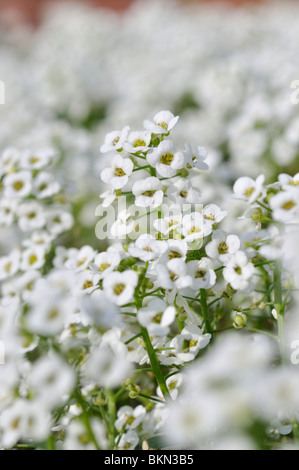 Süße alyssum (lobularia maritima) Stockfoto