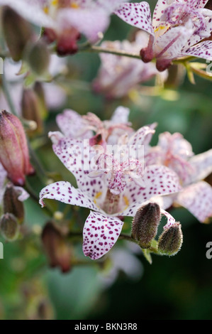 Japanische toad Lily (tricyrtis hirta) Stockfoto