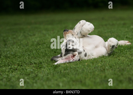 Deutsche Dogge Welpe Stockfoto