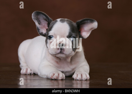 Französische Bulldogge Welpe liegend Stockfoto