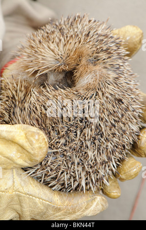 Igel zurück in die Natur freigesetzt in behandschuhten Händen gehalten Stockfoto