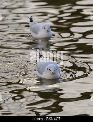 Zwei Jugendliche schwarz geleitet Möwe schwimmen in einer Aufstellung auf einem welligen See Stockfoto