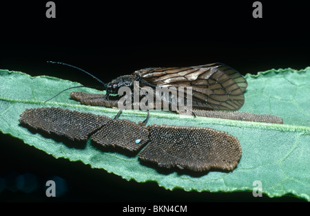 Erle-Fly weiblich (Sialis Lutaria: Sialidae) Eiablage auf einem wasserseitigen Blatt, eine winzige Schlupfwespe legt in einem nahe gelegenen Batch UK Stockfoto