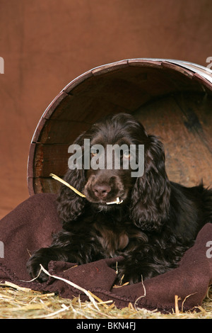 Cocker Spaniel liegend Stockfoto