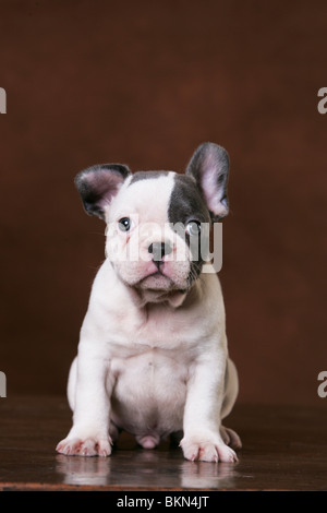 Französische Bulldogge Welpen sitzen Stockfoto