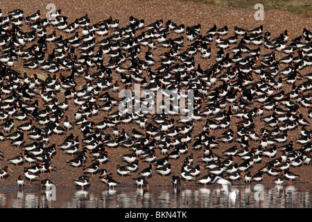 Austernfischer Haematopus Ostralegus, große Herde am Schlafplatz, Snettisham RSPB, Norfolk, März 2010 Stockfoto