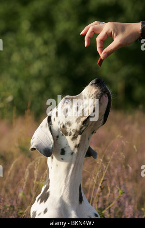 Deutsche Dogge Stockfoto