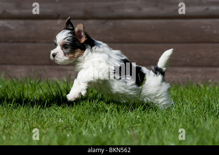 Biewer Yorkshire Terrier Welpen Stockfoto