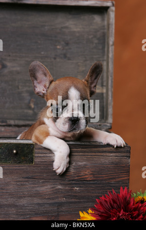 Französische Bulldogge Welpen Stockfoto