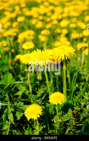 Ein Bereich der Löwenzahn im Frühling. Konzentrieren Sie sich auf die nächste. Viele andere in den Hintergrund unscharf. Stockfoto
