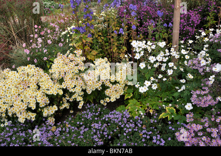 Chrysantheme (Chrysantheme indicum 'Lichtkuppel'), gewöhnliches Mönchsholz (Aconitum napellus) und japanische Anemone (Anemone hupehensis var. japonica) Stockfoto