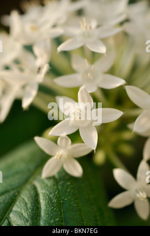 Ägyptischen star Cluster (pentas Integrifolia) Stockfoto