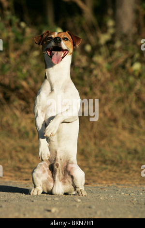 Jack Russell Terrier zeigt trick Stockfoto